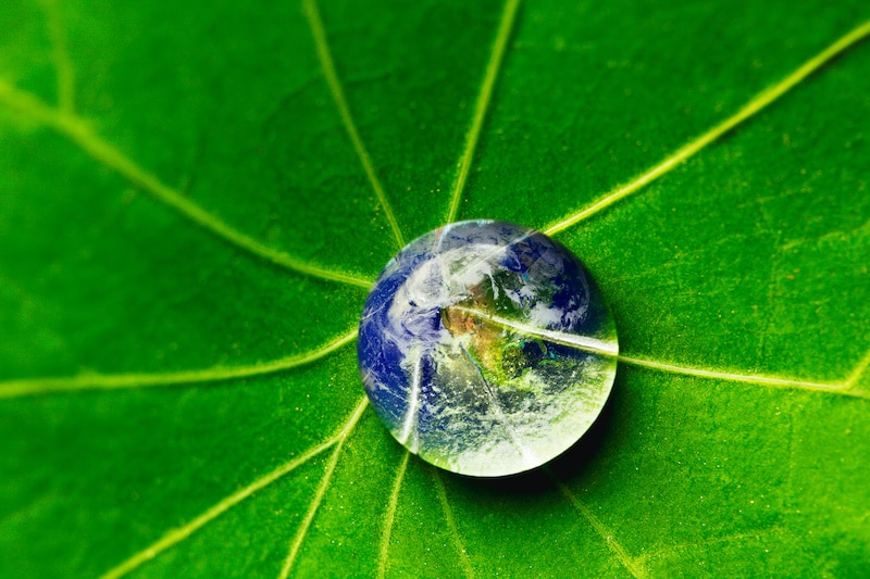 The world in a drop of water on a leaf. Elements of this image furnished by NASA