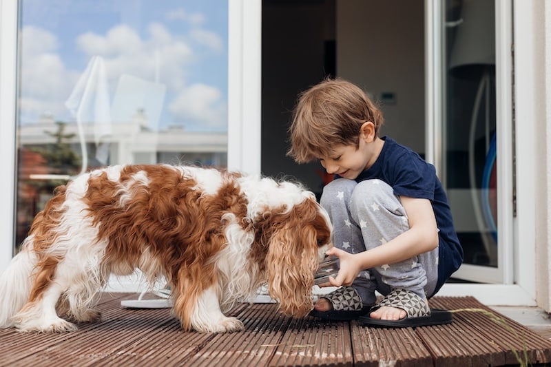 Little fair haired excited boy feeding and watering new animal dog brown and white Cavalier King Charles spaniel by fresh water in transparent animal bowl. Grooming and taking care of domestic pets