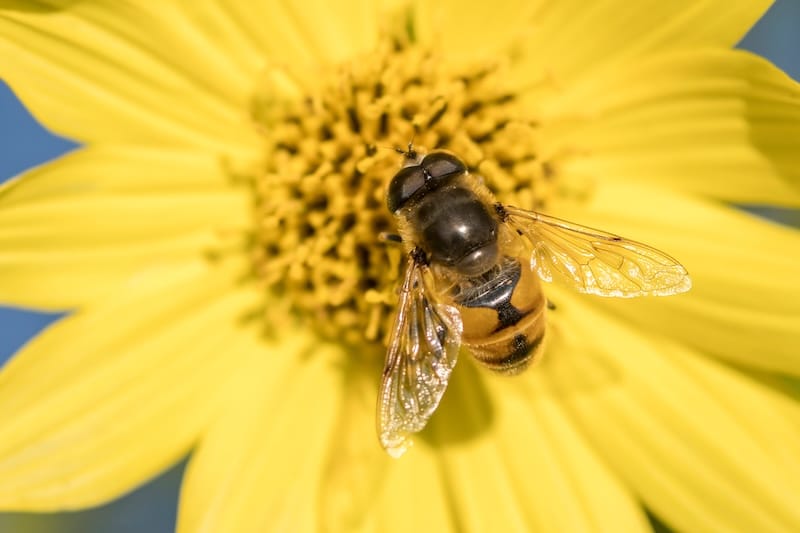 A large mimic fly lands on a pretty yellow flower in north Idaho spring plumbing