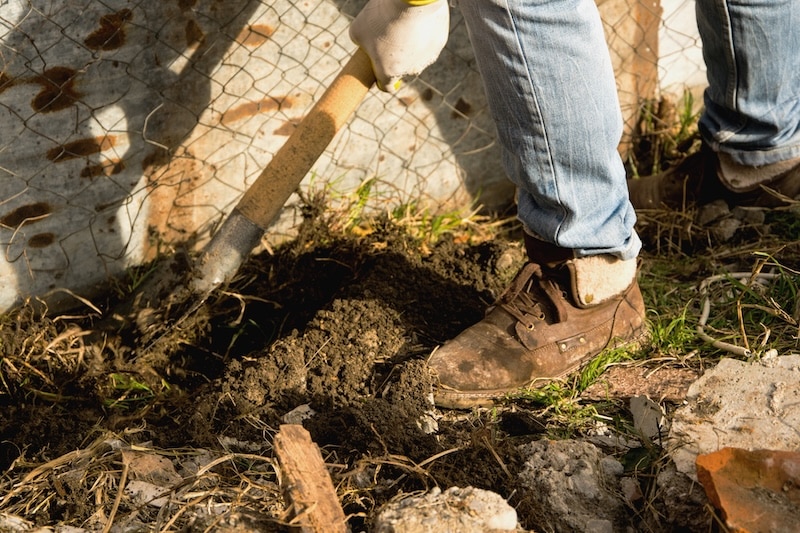 Can Tree Roots Really Crack a Sewer Line?